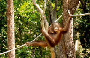 Orang Utan1