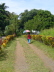 Alotau