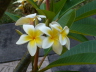Mauritius