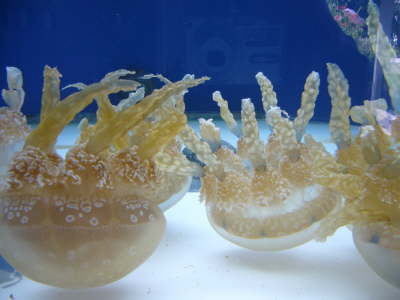 Palau
