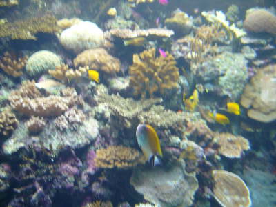 Palau