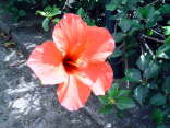 Madeira038