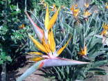 Madeira041